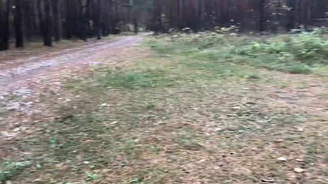 Прогулка В ОСЕННИЙ ЛЕС ? 14 октября, праздник, ПОКРОВ ПРЕСВЯТОЙ БОГОРОДИЦЫ ? Городской влог
