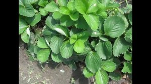 Ремонтантна клубника Сельва. Друге плодоношення