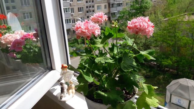 Пеларгония стеллар Richard Hodgson - само очарование