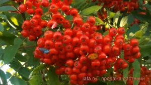 Рябина обыкновенная Невежинская (аronia) ? Невежинская обзор: как сажать, саженцы рябины Невежинска