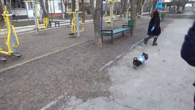 Собака Добби первый раз гуляет ! Эти щенки такие милые ! My dog Dobby walks for the first time ! смотреть онлайн
