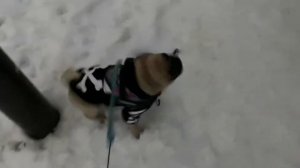 СЕБЕК ГУЛЯЕТ ВЕЧЕРОМ В НОВОЙ ПОВЯЗКЕ ШЛЕЙКЕ. МОПС СОБАКА ПОДПИШИСЬ ПЖ) #pug #pugs #мопс