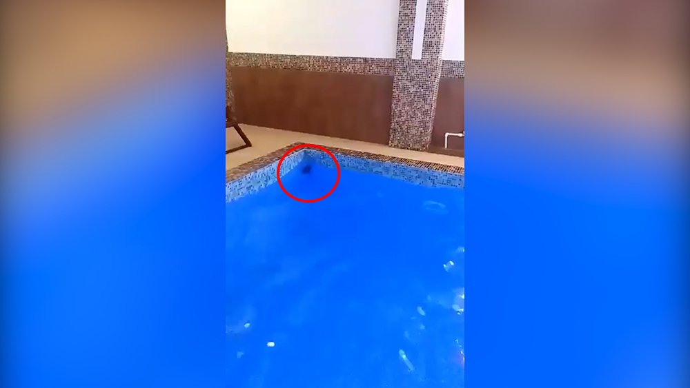 Крыса устроила заплыв в бассейне владимирского спа-центра / События на ТВЦ