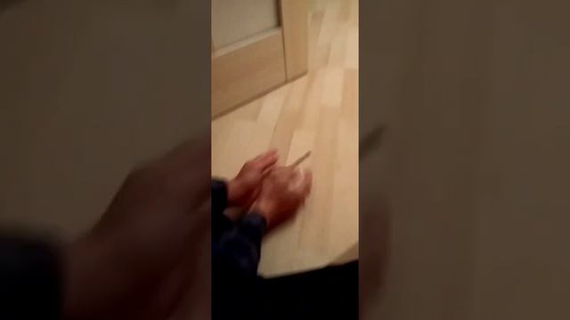 Как приручить песчанку? Поиграй с ней!