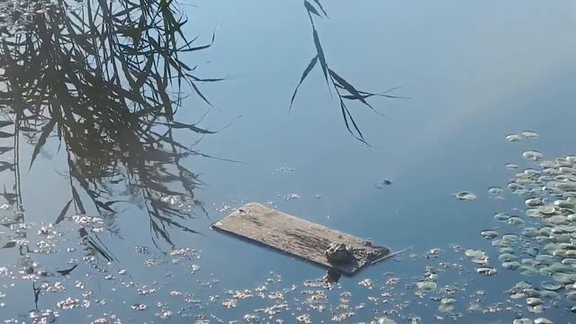 Лягушка царевна под песню вики стариковой три желания смотреть онлайн