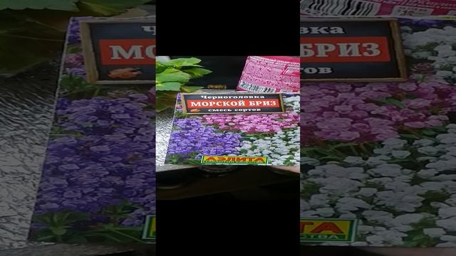 Всходы Черноголовки с WALDBERISS