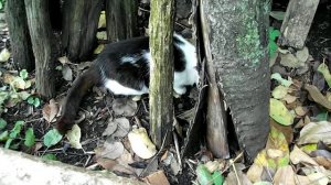 кошка гоняется за мышью