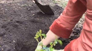 посадка роз роза флорибунда братья грим мой способ посадки