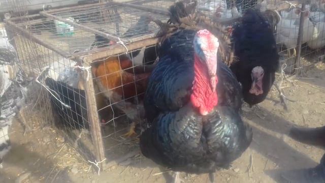 У индюка праздник продолжается. Номер телефона хозяйки козлят и курей в описании. смотреть онлайн