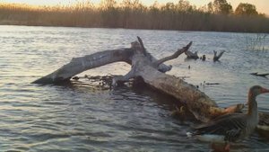 Фотоловушки. Серые гуси с выводком