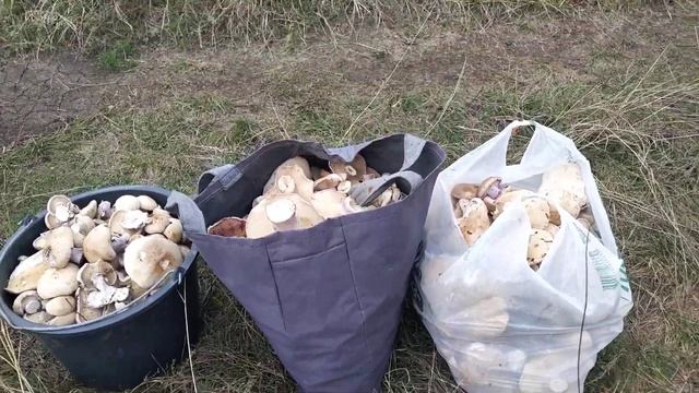 Собираем гриб синеножка, как растёт и где растёт синеножка. смотреть онлайн