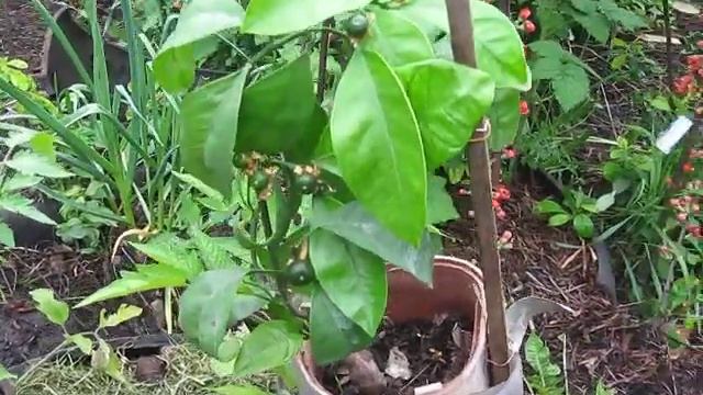 Super Dwarf Indoor Mandarin Супер карликовый комнатный мандарин