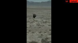 дикий як устроил охоту