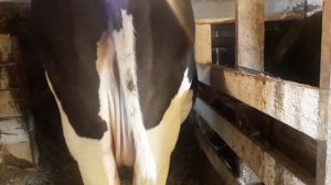 Как в нашем хозяйстве мы готовим корову к запуску. Для чего нужно запускать корову.