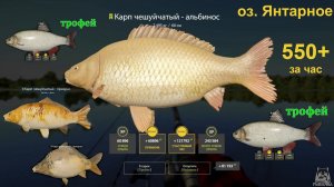 Русская рыбалка 4 / оз. Янтарное / Карп чешуйчатый-альбинос, призраки, язь(трофей) 2 шт, 550+ за час