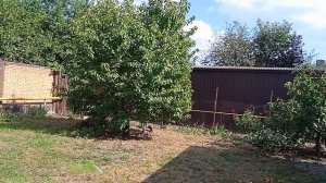 Низкая черешня как выросстить.