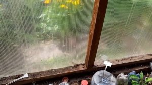 Летнее черенкование метельчатой гортензии, результат черенкования