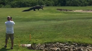 Гигантский аллигатор гуляет по полю для гольфа