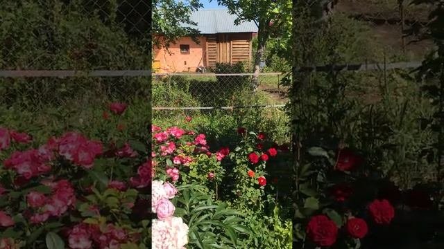 Пион Миртл Джентли Пион Соланж Роза Анжела, Бордо, Баронесса