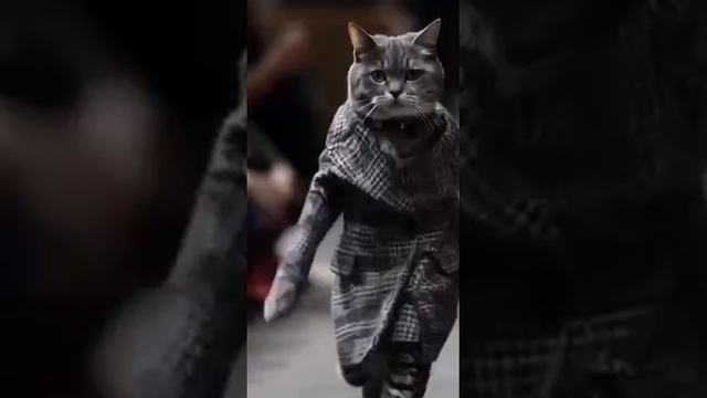 модные кошки