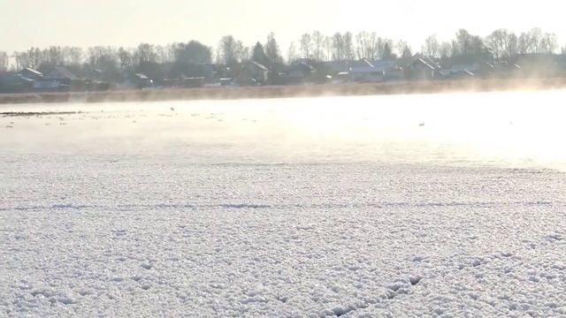 Дикие лебеди и утки на замёрзшей воклине Вадского озера смотреть онлайн