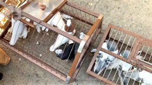 Птичий рынок г. Ташкент - ГОЛУБИ (31.10.2020)