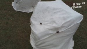 ЛУЧШЕЕ УКРЫТИЕ НА ЗИМУ РОЗ, КРУПНОЛИСТНЫХ ГОРТЕНЗИЙ, ХРИЗАНТЕМЫ МУЛЬТИФЛОРА В ПОДМОСКОВЬЕ.