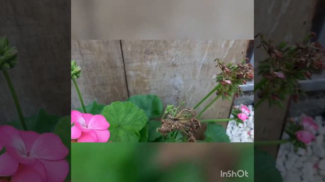 Pruning my larger pink geranium. смотреть онлайн
