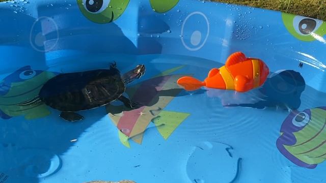 The Adventures of Linus the Turtle -April 21, 2020 смотреть онлайн