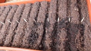 Посев Томатных Гномов для открытого грунта. Когда сеять Гномов? Обзор рассады томатов 2022.