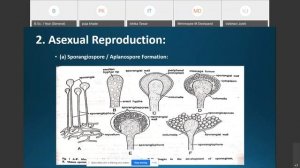 Life Cycle of Mucor