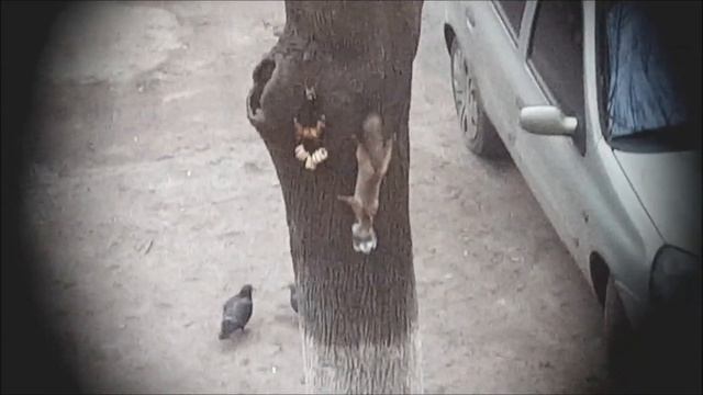 ЭТО НЕ БЕЛКА А ЧЕРТЁНОК ИЗ ТАБАКЕРКИ смотреть онлайн