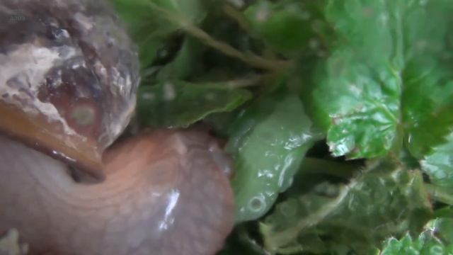 Улитка Ахатина фулика ест алоэ смотреть онлайн