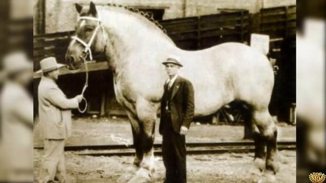 5 АНОМАЛЬНО БОЛЬШИХ ЖИВОТНЫХ! смотреть онлайн