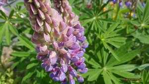 Люпины! Пышные, красивые ,классные сидераты на вашем участке.