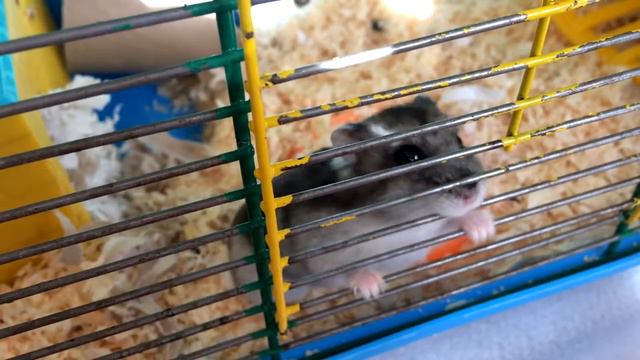 Утро джунгарских хомяков. Хомки кушают. смотреть онлайн