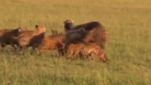 Гиена царица хищников. Дикая природа. Пятнистая гиена. Стая гиен напала на льва.