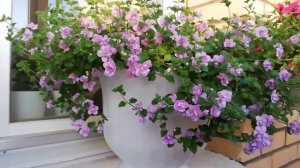 Махровая Бакопа!#бакопа