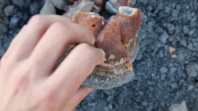 Кости доисторических рептилий Мезозойской эры| Окаменелости юрского и мелового периодов