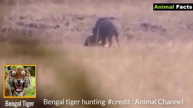 Top 5 Most Dangerous TIGER - part 1 (Bengal Tiger ) - Animal Facts смотреть онлайн