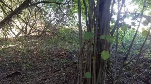 КоП вдоль скошенных полей!!!