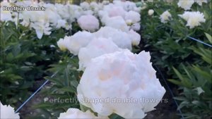 Peony Brother Chuck - Peony Plants and Roots online.