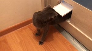 Самодельная дверь для кошки из лючка 15х15