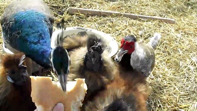 Павлин, шёлковые куры и серебристые фазаны смотреть онлайн