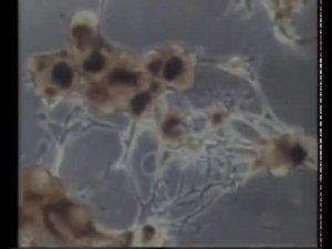 Частная жизнь нейрона, На пути к конструированию клеток, О пользе разности потенциалов, Клетка и Яд,