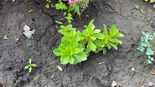 ЛУЧШИЕ ПОЧВОПОКРОВНИКИ! Очень декоративные, быстро растут и легко размножаются!