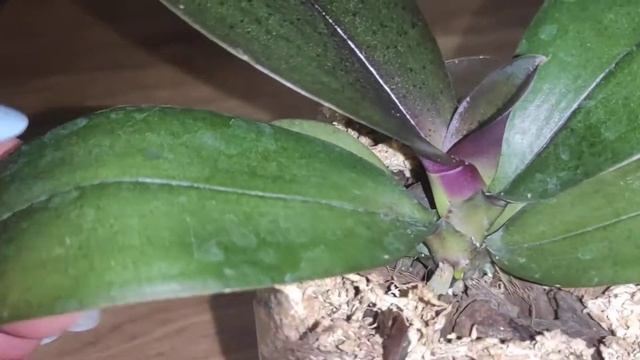 фаленопсис жёлтый шоколад для меня пока прихотлив смотреть онлайн