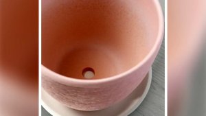 ДЕНЕЖНОЕ ДЕРЕВО. КРАССУЛА. ТОЛСТЯНКА. ПОЛИВ. КАК ПОЛИВАТЬ, КОГДА И СКОЛЬКО?
