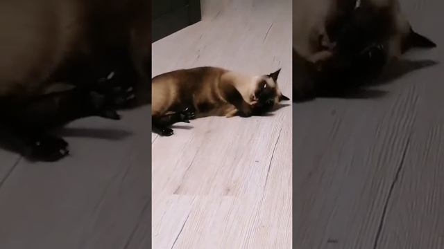 тайский кот и кошачья мята 😻🤣 ч.2