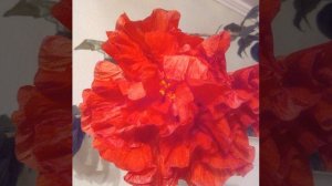 Каркаде не только вкусный чай, но и полезный цветок